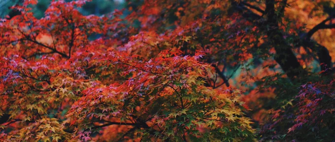 kyoto 