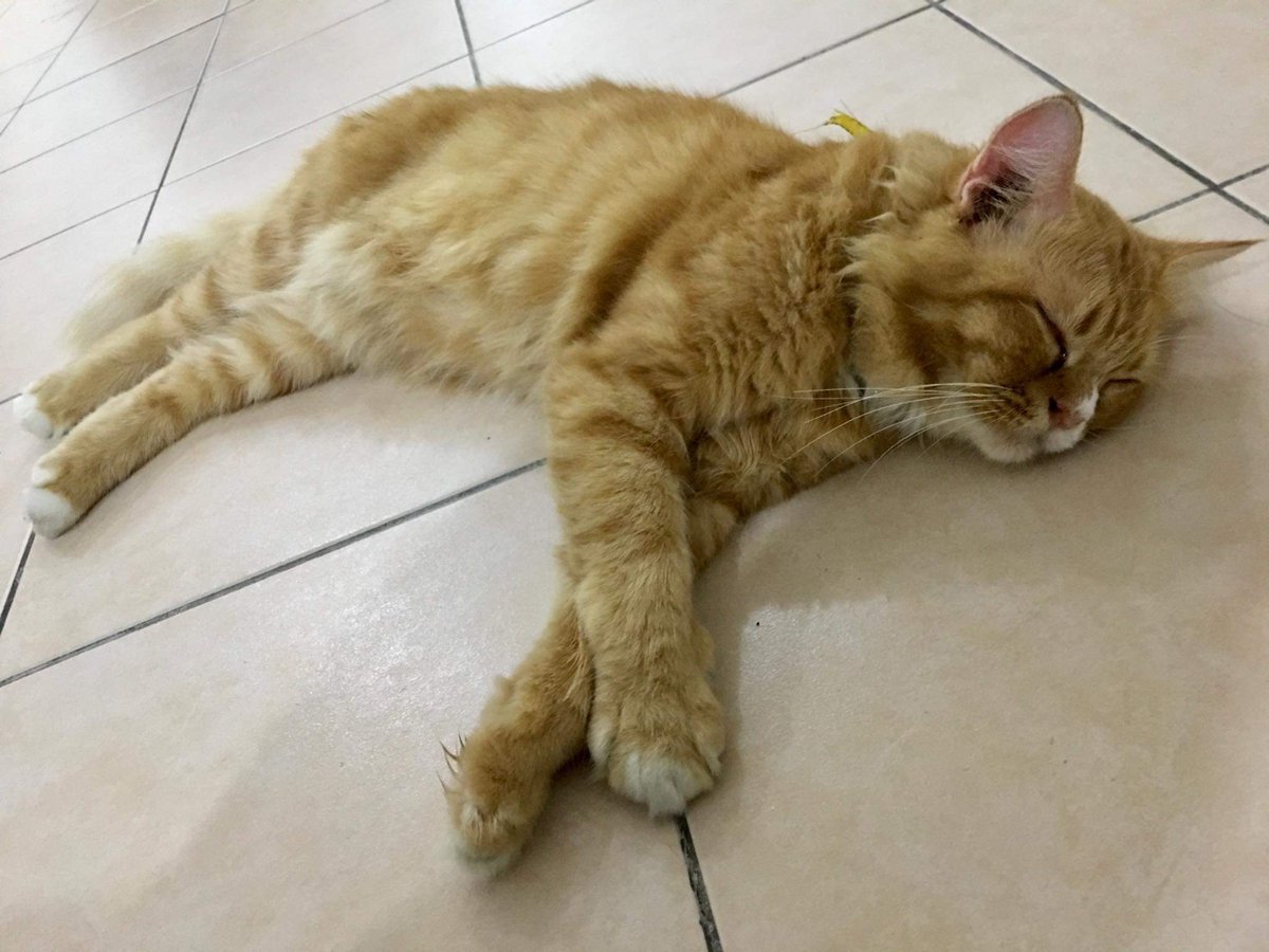 Cyberjaya Info On Twitter Salam Ada Sesiapa Yang Hilang Kucing Kucing Ni Sekarang Berada Di Taman Pinggiran Cyber Hilang Selera Makan Mungkin Rindu Kat Tuannya Untuk Maklumat Lanjut Boleh Hubungi Liyanna Tajul