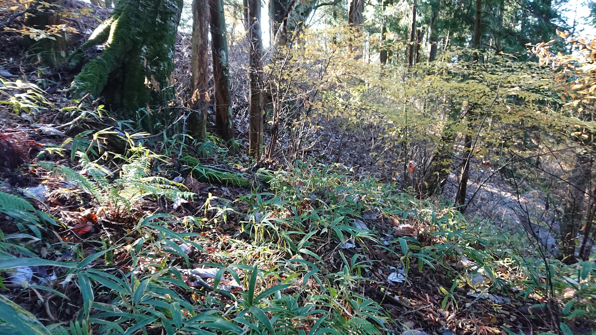 森本勝巳 on Twitter 