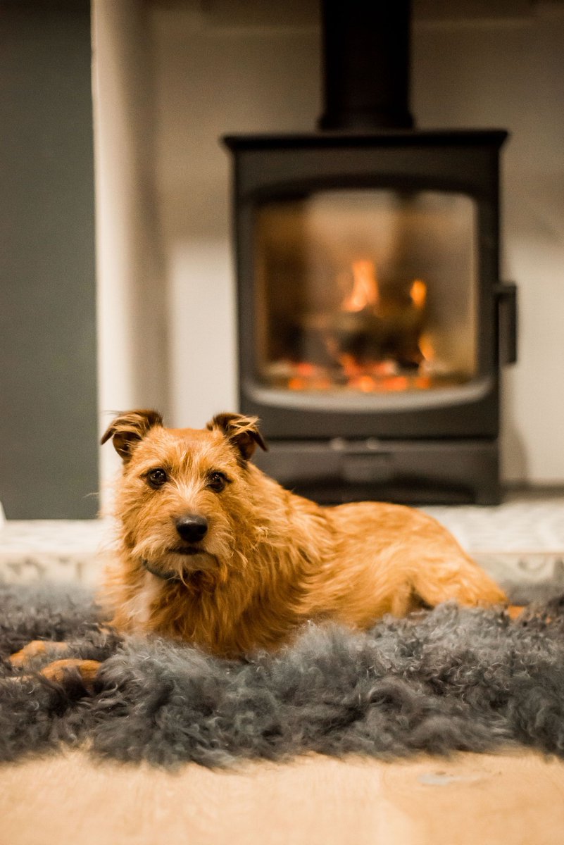 #StoveSunday 🔥
CUTE &amp; COSY
When you visit the showroom, keep an eye out for Rusty, our resident dog. His favourite stove is the NEW Aire Stove by <a href="/CharnwoodStoves/">Charnwood</a>, so you'll probably find him fast asleep in front of it.
stamfordstoves.co.uk
