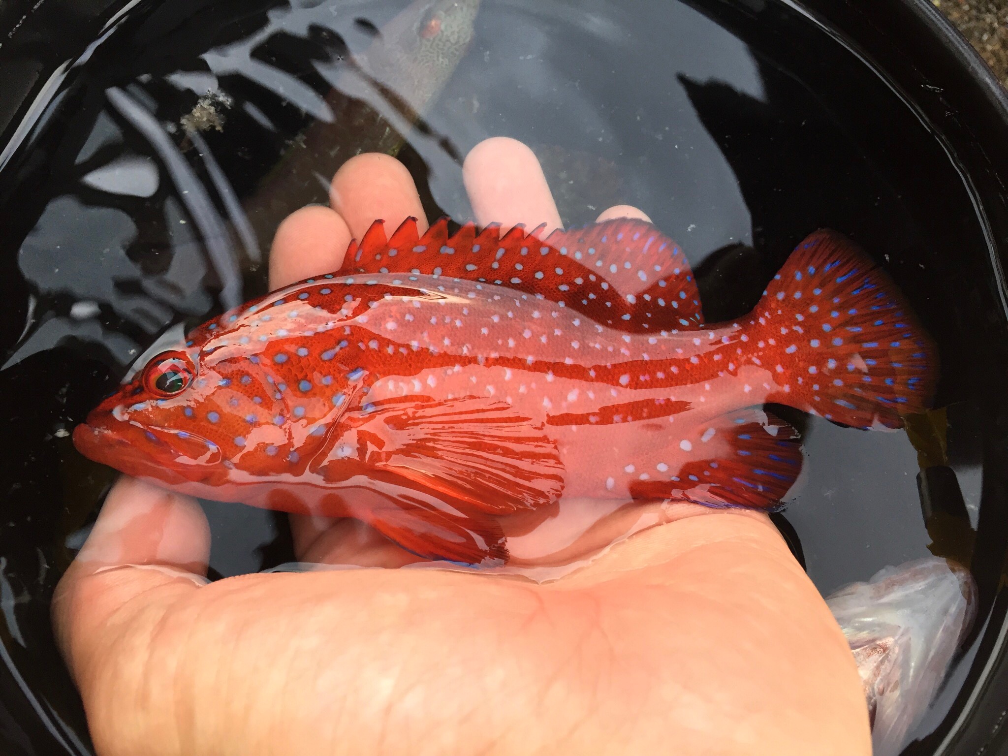 Sorari Seinmam 1228 本当に美しい魚です T Co Ew573z9wko Twitter
