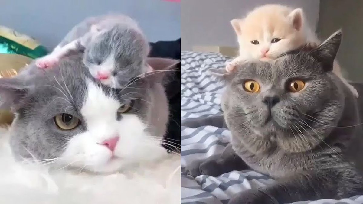MeowMoeDotCom's tweet photo. Too Cute to Paw - Funny Cats - Pets ...
#Cats #Cat #Kittens #Kitten #Kitty #Pets #Pet #Meow #Moe #CuteCats #CuteCat #CuteKittens #CuteKitten #MeowMoe
#AnimalsTooCute #AnimalsVideo #CatFails #CatFunnyCompilation #CatFunnyVideo
https://t.co/mgACHzxgsJ
. https://t.co/Kjs2GYNJxj