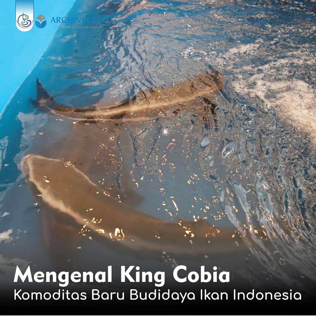 PERPUSKKP's tweet photo. #Archpedia - Belum lama ini, Kementerian Kelautan dan Perikanan berhasil mengembangkan sektor budidaya perikanan dengan meluncurkan komoditas ikan budidaya terbaru, king cobia. https://t.co/cidjIYcRnp