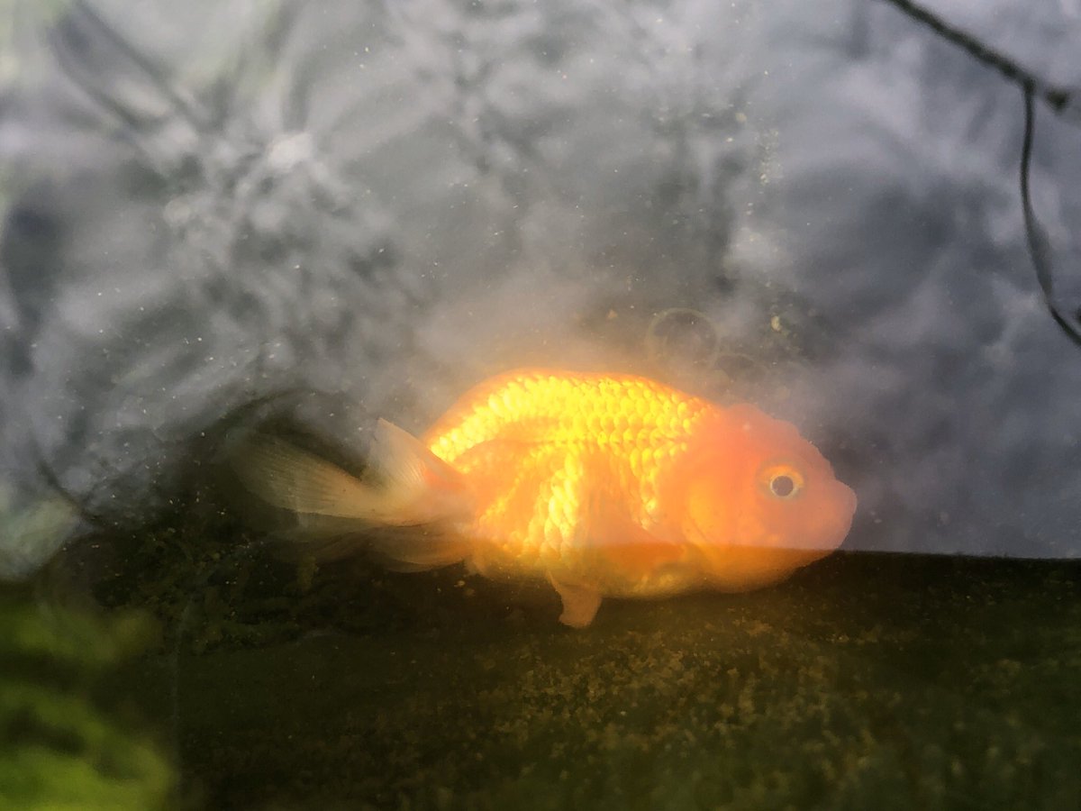 World Green Aquarium 金魚の冬眠