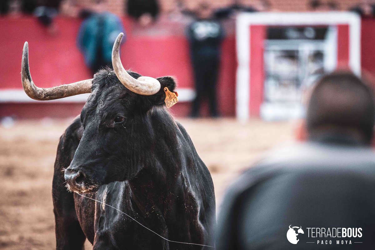 TerradeBous's tweet photo. Seguimos recordando la temporada 2019, esta vez con una bonita imagen de una de las vacas más serias de la actualidad: Millonaria de Fernando Machancoses. #terradebous #machancoses #bousalcarrer #vacasdecorro https://t.co/dFP0p2kWO2