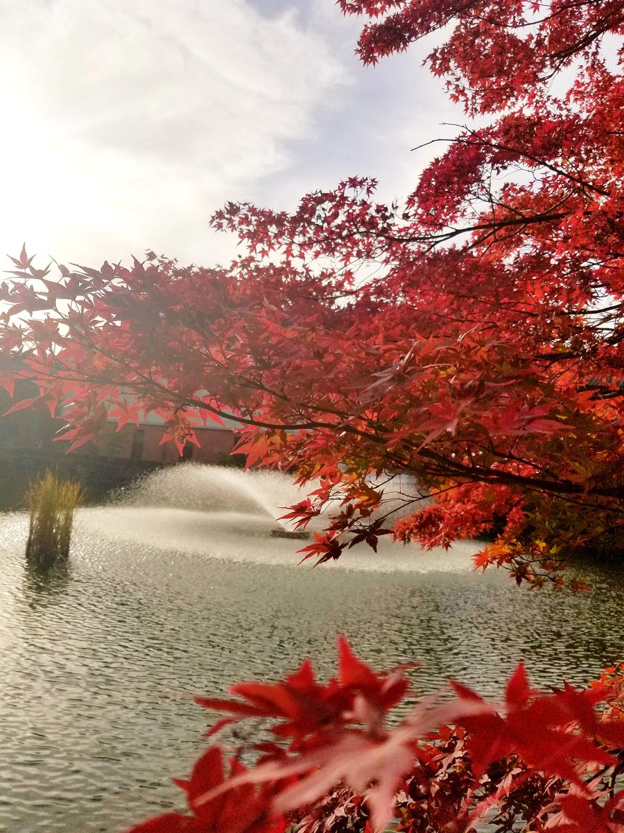 秋の景色 Twitter Search Twitter