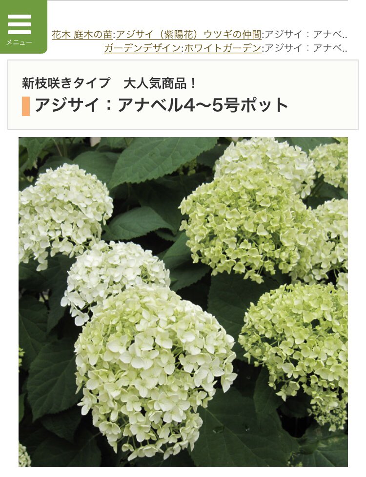 Yumiyumi على تويتر 秋まで咲く紫陽花があるそうです しかも名前がアナベル T Co 3k9hhi7wre تويتر