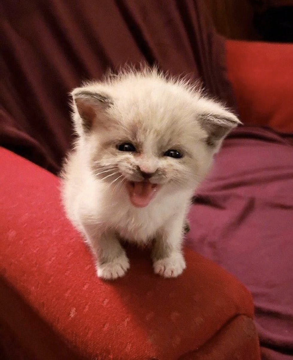 ซ้อตนี้คือkillมาก แพ้ลูกแมวไปเลยกู