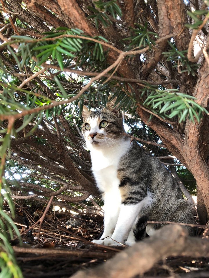 #외모보고입양한가족
우리 둘째 호떡이, 진짜 왕귀여워서 우리집으로 납치해써요
