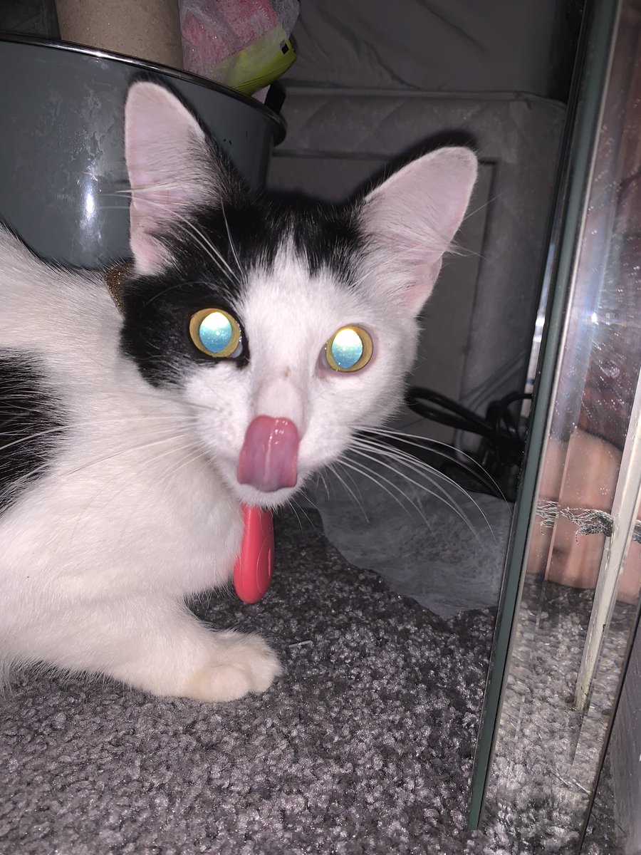 OllyC834's tweet image. so my dad went to his mates, got stoned and on the way back had potentially stolen someone’s cat. We have named him Morris