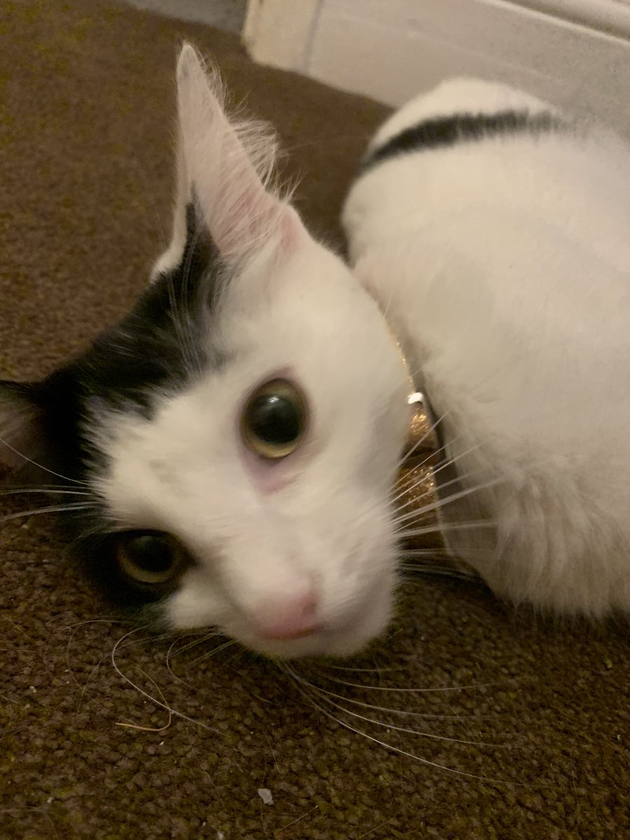OllyC834's tweet image. so my dad went to his mates, got stoned and on the way back had potentially stolen someone’s cat. We have named him Morris
