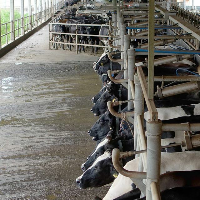 borneo_insider's tweet photo. The biggest Cattle Farm in Malaysia
#ecoyap
#borneoinsider https://t.co/FAdgDE90dq