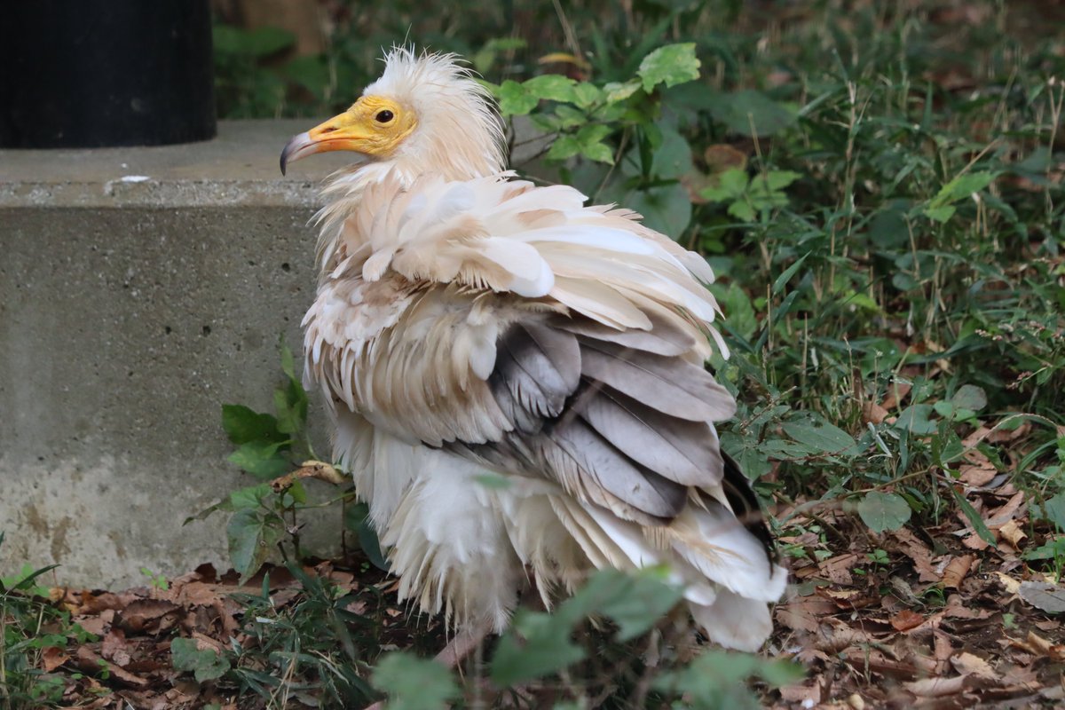 塩ら めん Noteはじめました Twitterren エジプトハゲワシの魅力を伝えたいが為に撮ってきた写真です 19 11 15 千葉市動物公園にて撮影 千葉市動物公園 エジプトハゲワシ