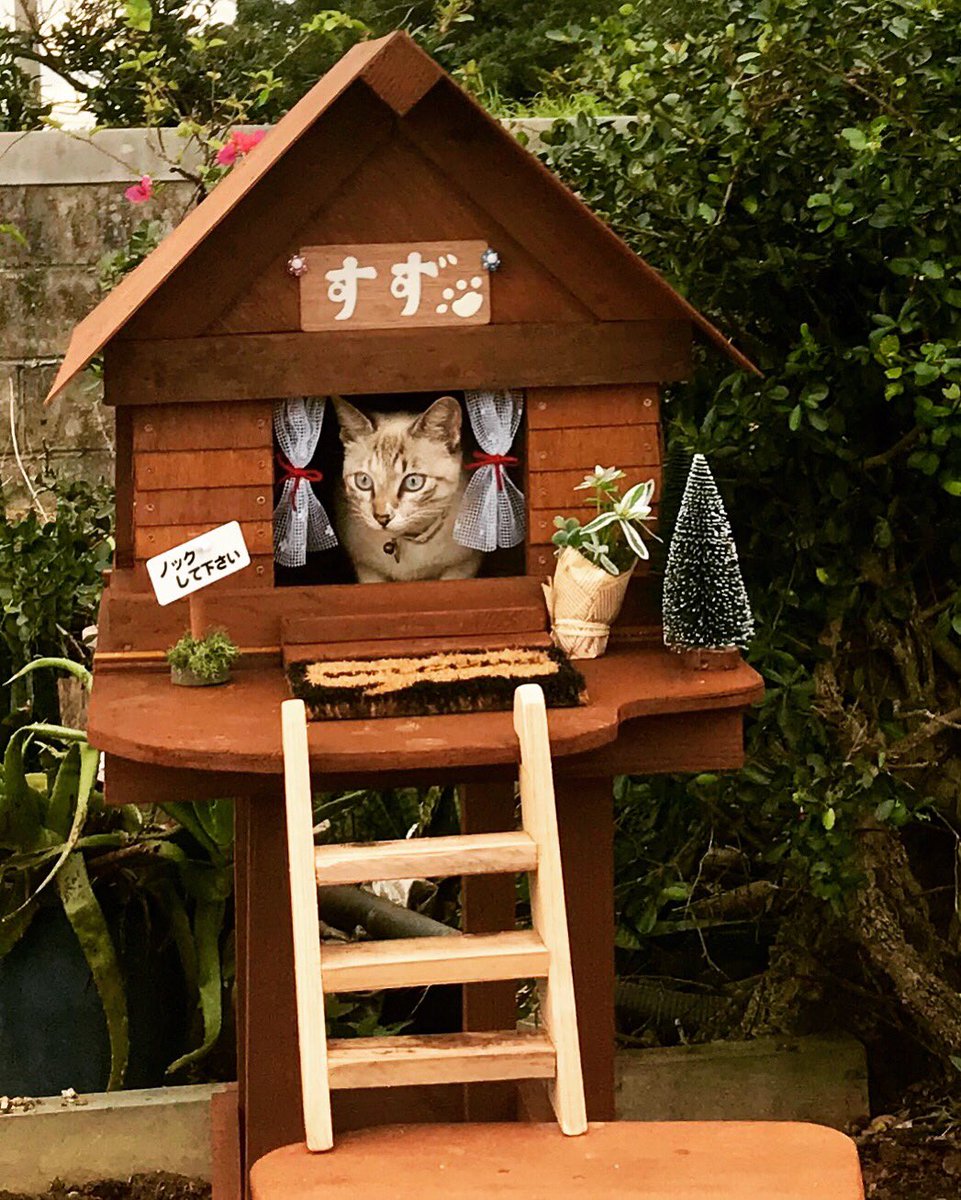 shader_iruka's tweet photo. 猫の素敵なお部屋 https://t.co/dAYyDbCKaK @YouTubeより
うちの猫の家がなかったので 
庭づくりしながら愛情たっぷりのお家を作ってみました^ ^

#猫 #ネコ #猫の家 #ペットハウス
#cat #ジブリ風 #猫タワー #ペットのお家 https://t.co/zjGLDzUMNx
