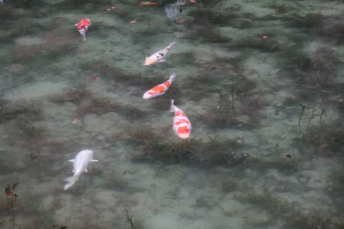 鯉のtwitterイラスト検索結果