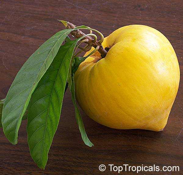 toptropicals's tweet photo. #Pouteria campechiana - Canistel Bruce Sapote. Easy to grow,sweet exotic fruit. It has been often likened in texture to the yolk of a hard-boiled egg. The flavor is sweet, musky, and somewhat like that of a baked sweet potato.
https://t.co/bobCGPh853
#tropicalplants
#SundayFunday https://t.co/Qome1u5mmR
