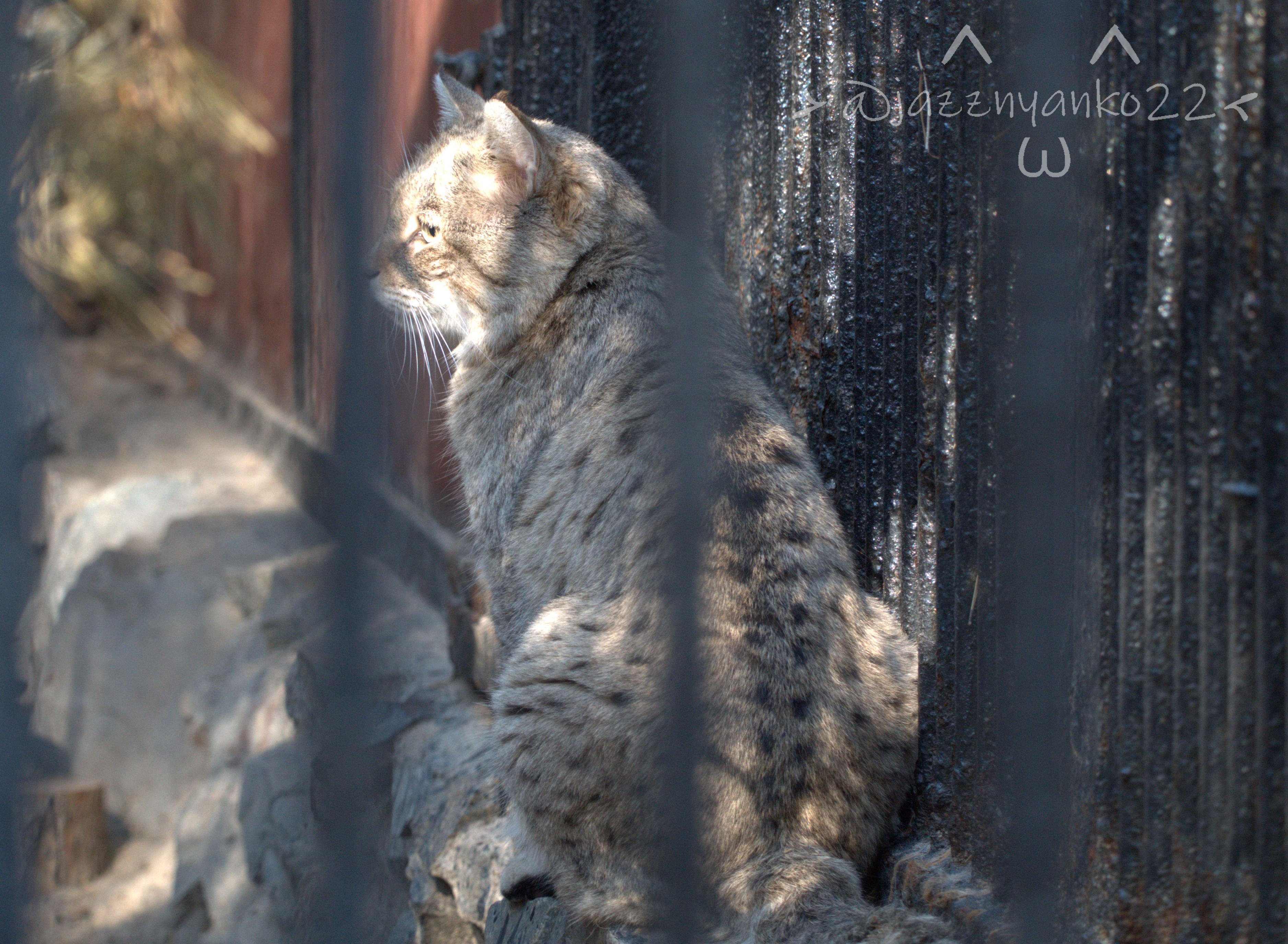 じゃずにゃんこฅ W ฅ ノボシビルスク動物園 １日目ー11 Novosibirskzoo Nskzoo ヨーロッパヤマネコ もお休み中 Europeanwildcat T Co Odtinutora Twitter