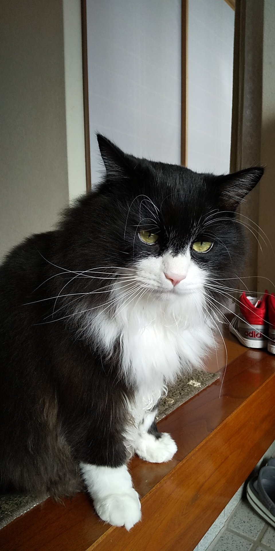 ハチワレ猫 ちいちょ うちのこかわいい モフモフのハチワレタキシード ハチワレ タキシード猫 T Co a6uzdb3v Twitter