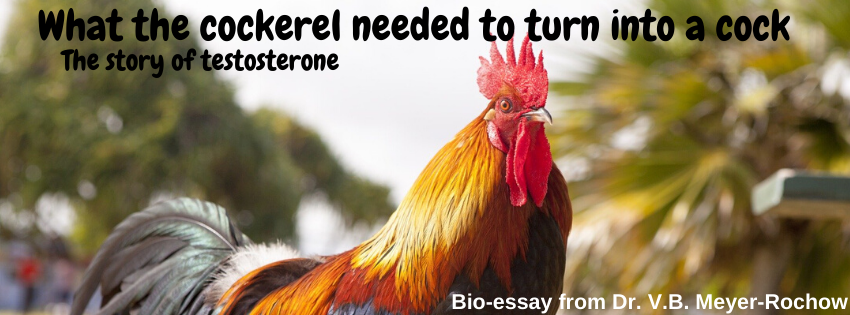 What the cockerel needed to turn into a cock bioforthebiobuff.wordpress.com/2019/11/24/wha…