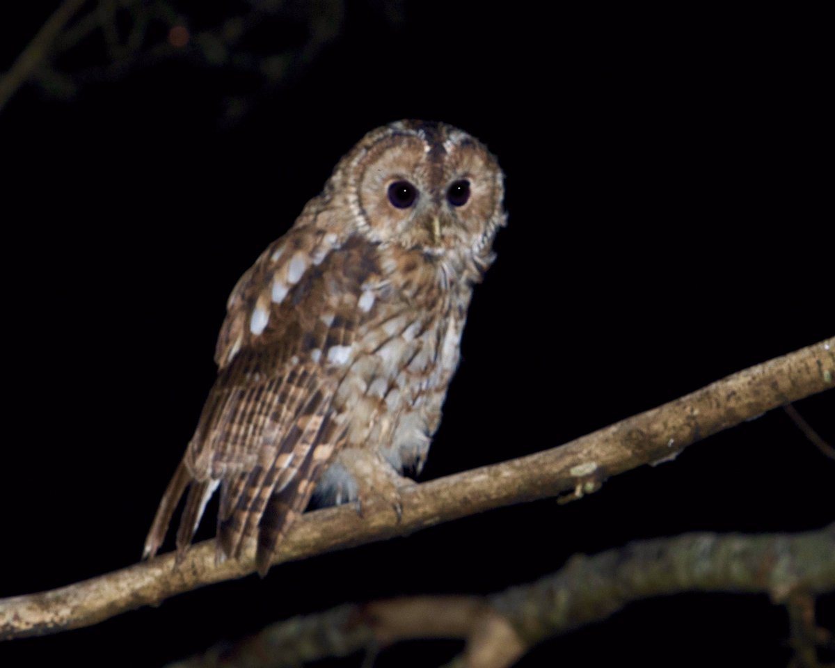 econaturehols's tweet image. Tawny Owl🦉 on the hunt in the glen.  Photo was taken from our wildlife garden here @econaturehols  #owls #argyllandbute #cowal #wildlifephotography #wildscotland #wildlifephotographyhides