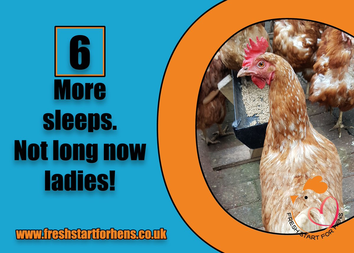 6 more sleeps until our next rehome!

Please see our website for 14th December rehoming details. Collection points across #England and #Wales

#NoOneGetsLeftBehind #Hens #Chickens #EndTheCageAge #FreeRange #Freedom #Poultry #Rescue #Pets #RescuePets #Animals #Farm #SOS #FSFH