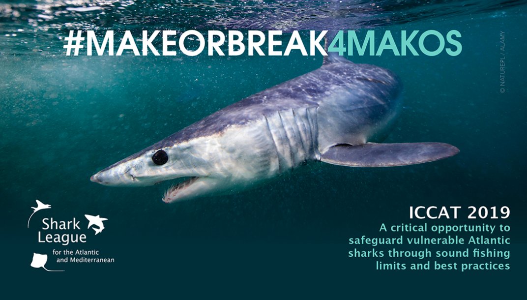 ICYMI: #ICCAT2019 Mako Protection CHAMPIONS so far: 

Senegal 🇸🇳
The Gambia🇬🇲
Canada🇨🇦
Gabon🇬🇦
Panama 🇵🇦
Liberia 🇱🇷
Guatemala 🇬🇹
Angola 🇦🇴
El Salvador 🇸🇻

OBSTACLES to the Mako Protections advised by ICCAT scientists: 

US🇺🇸 
EU🇪🇺  

SAD. 

2 days left. #MakeOrBreak4Makos