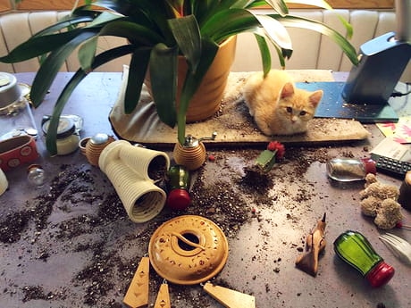 yourself_fun's tweet photo. Now  everything  is  in the  right  place  😁🐱🐈
#memes #funny #funnymemes  #funnycats #lol #gofunyourself  #meme #memesdaily #spicymemes #memess #memez #comedy #cat #humor #triggeredmemes  #edgymemes #cute  #cutecats #catlovers  #meow #cats_of_world #kittens #kitty  #kittycat https://t.co/mvllfOngsb