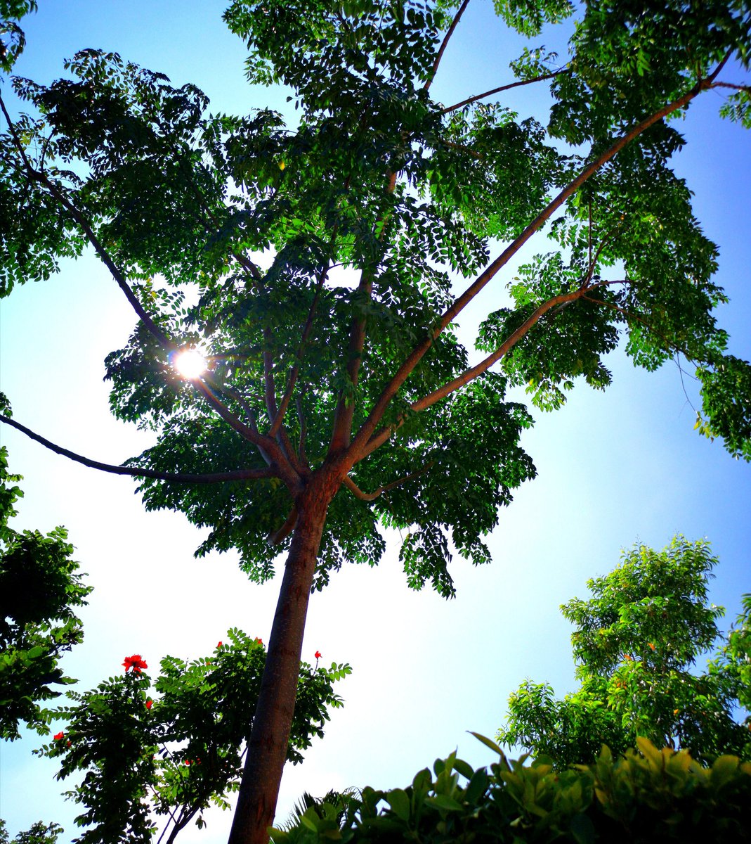 anujpyadav's tweet photo. Lovely sunny Sunday https://t.co/Ix8jj4ORoO