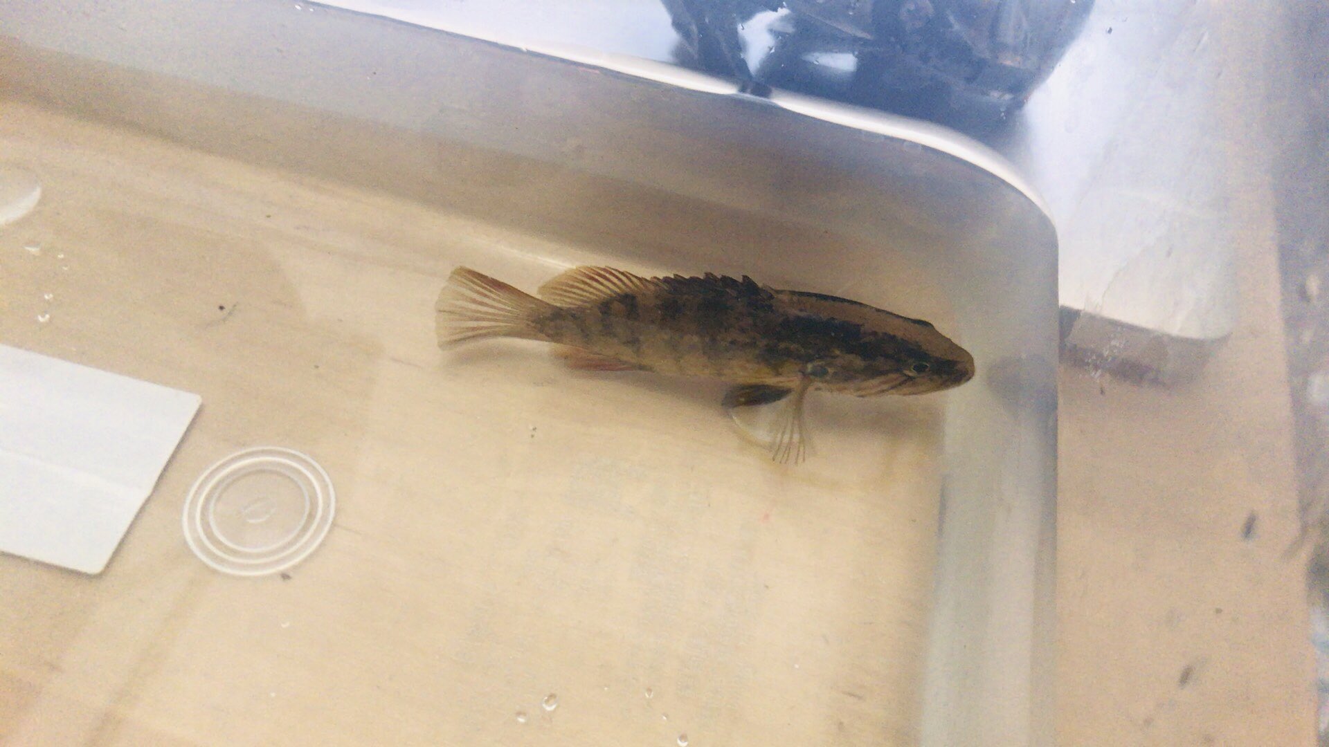 杉岡 釣りをサボってイベントに行き スモールマウスバスの稚魚を買ってきました 嘘です オヤニラミです かわいいです そしてかっこいいです カワアナゴと同居させます 喧嘩とかしないでください ご飯は別々にあげます 取り合わないでください