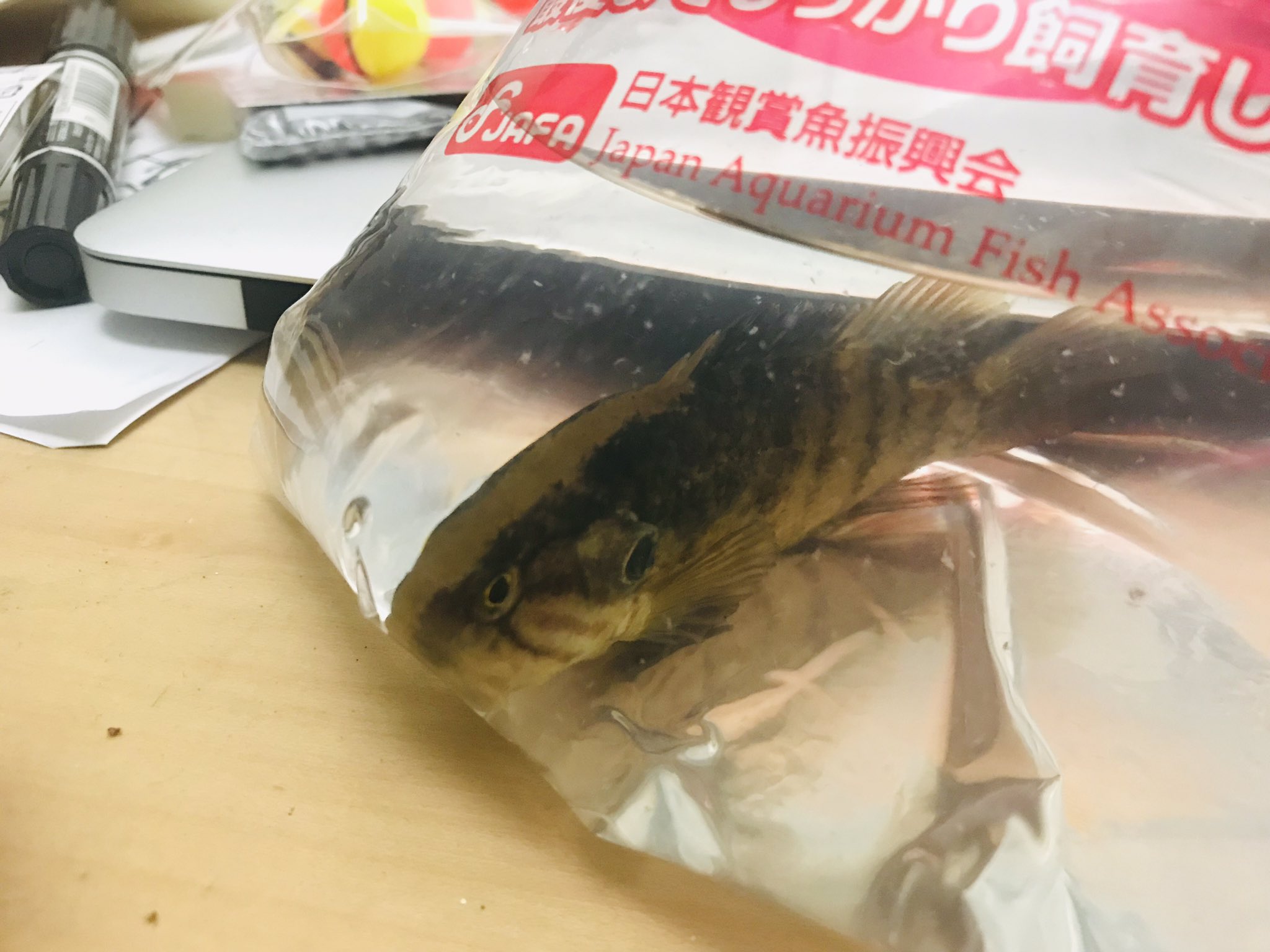 杉岡 釣りをサボってイベントに行き スモールマウスバスの稚魚を買ってきました 嘘です オヤニラミです かわいいです そしてかっこいいです カワアナゴと同居させます 喧嘩とかしないでください ご飯は別々にあげます 取り合わないでください