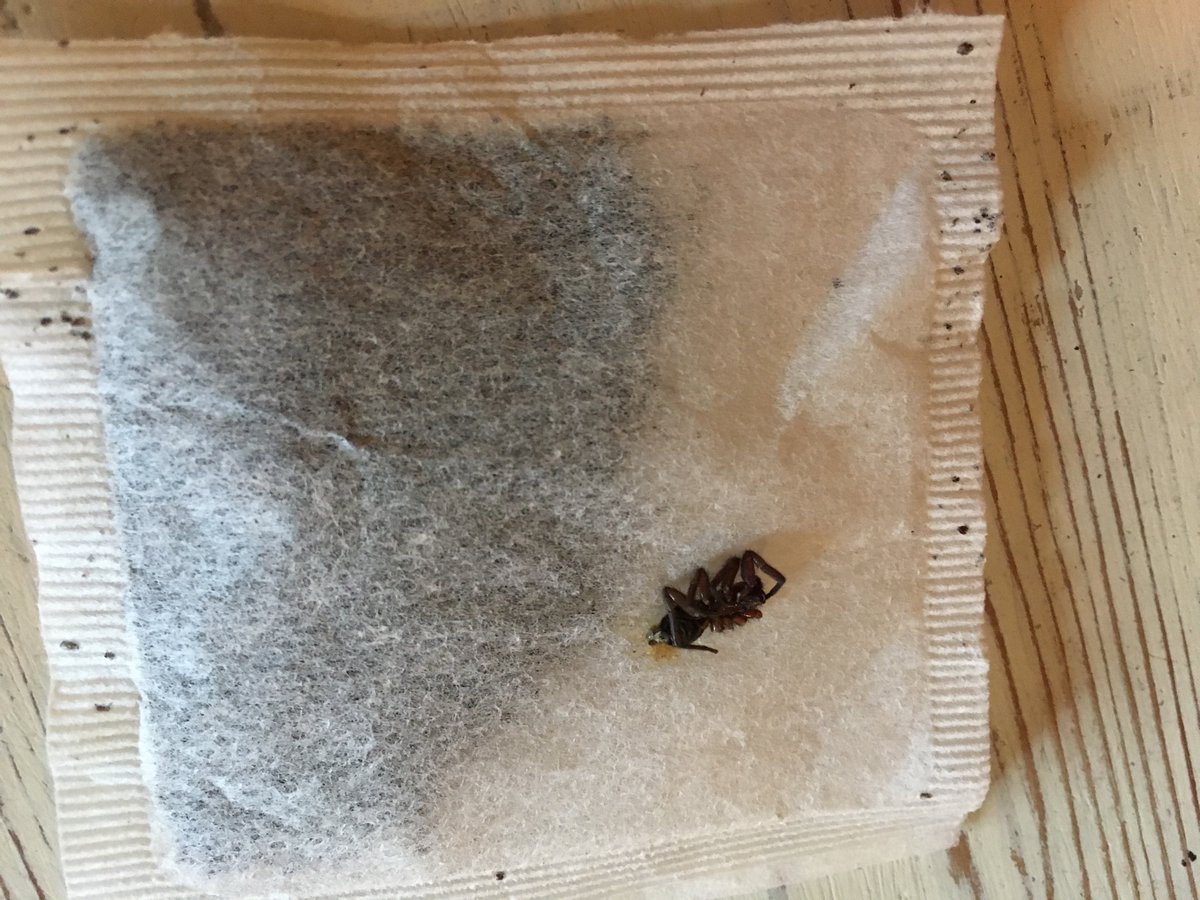 JRowsell2's tweet photo. Had 2 for tea this morning thanks to Twinings... 🕷@TwiningsTeaUK https://t.co/p9NWSrMyzx