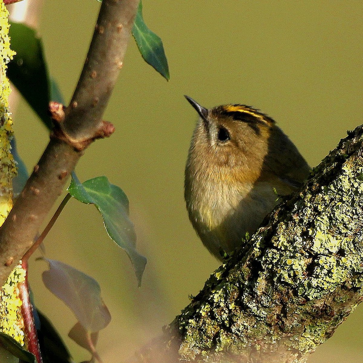 Birds of Ireland tweet media