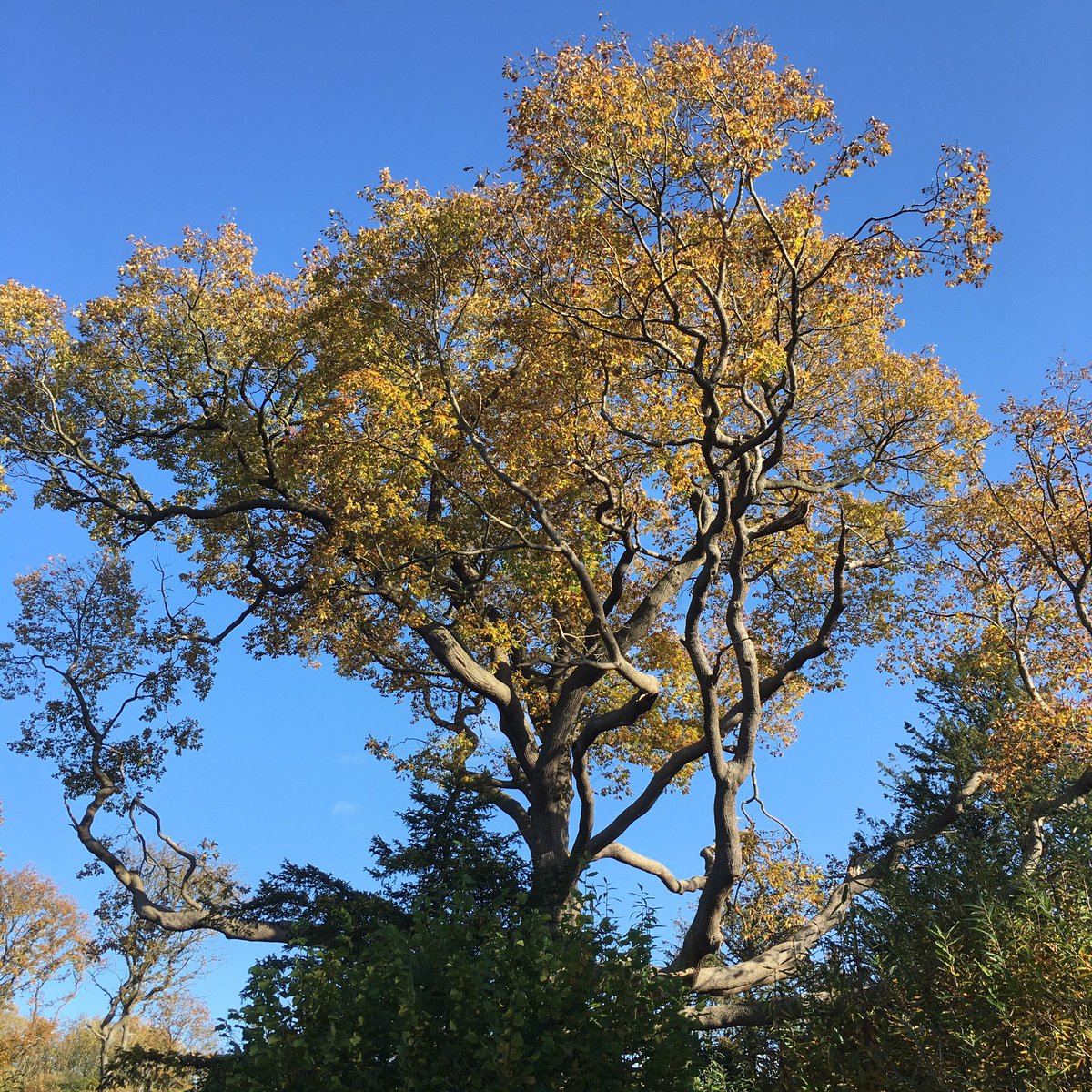 Of the oak: Some advise, that in the planting of oaks 4 or 5 be suffer’d to stand very near to one another, and then to leave the most prosperous but I conceive it were better to plant them at some distances, as they may least incommode one another #NationalTreeWeek #Evelyn400