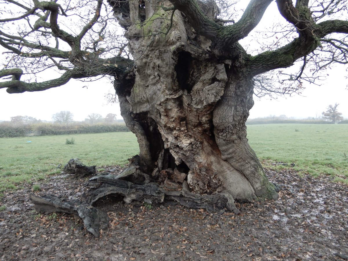 johntree1981's tweet image. Do you know any #TreesWithFaces? A special #NationalTreeWeek #GreatTreesOfGlos today, one of my all-time favourites. This ancient oak looms out of the mist in a #Stonehouse field, two minutes away from the @ArbAssociation office. #TreesAndSociety #VisitStonehouse #Gloucestershire