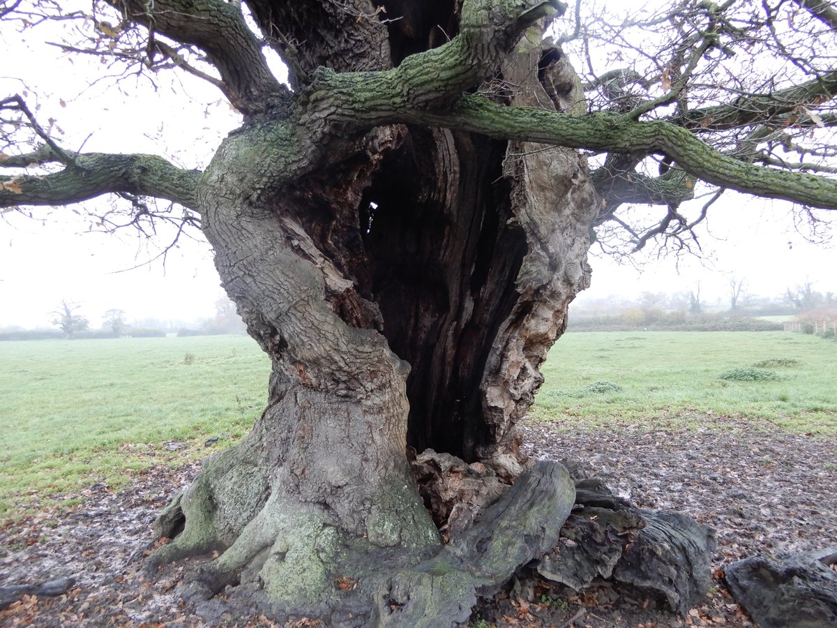 johntree1981's tweet image. Do you know any #TreesWithFaces? A special #NationalTreeWeek #GreatTreesOfGlos today, one of my all-time favourites. This ancient oak looms out of the mist in a #Stonehouse field, two minutes away from the @ArbAssociation office. #TreesAndSociety #VisitStonehouse #Gloucestershire