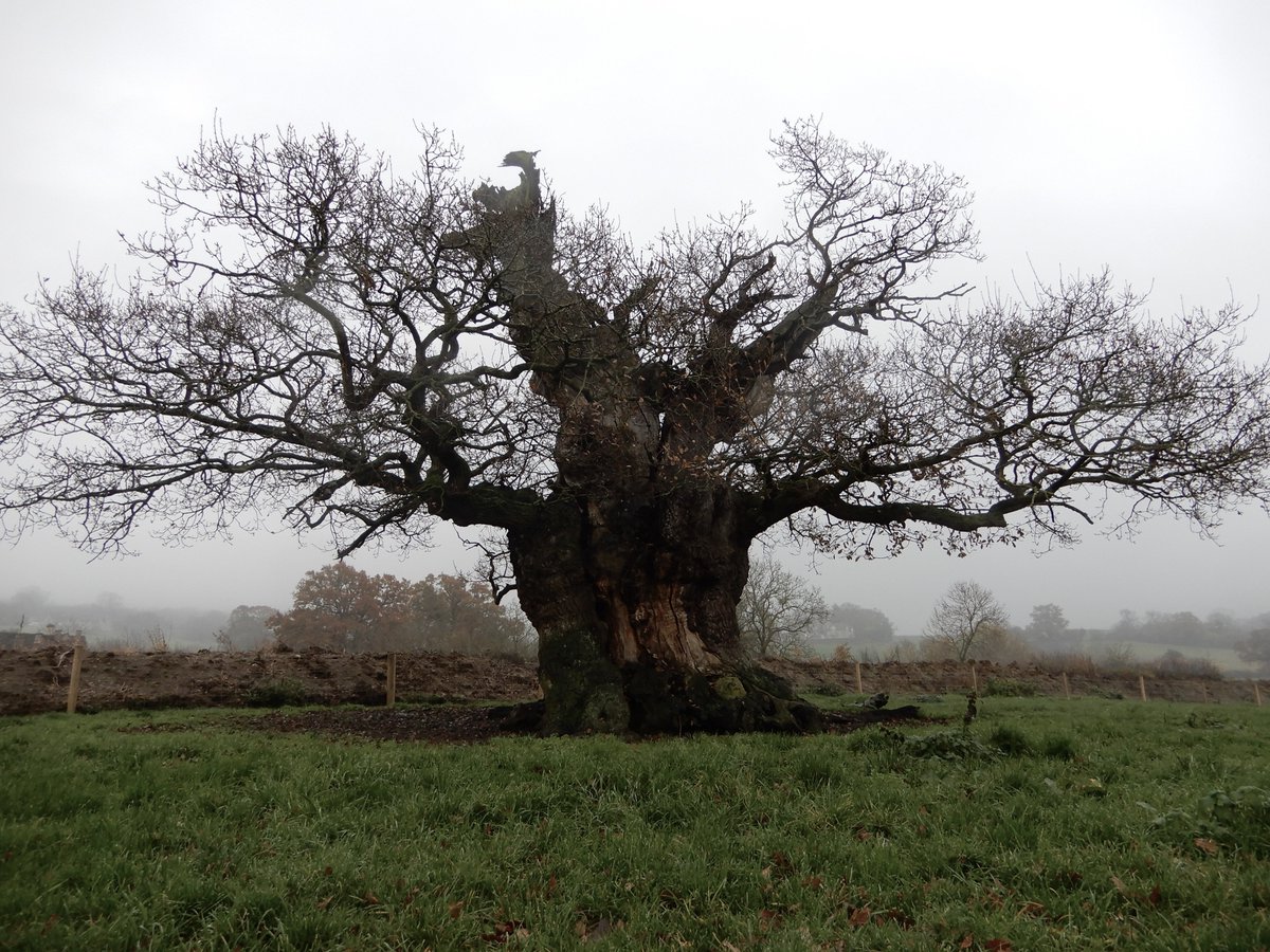 johntree1981's tweet image. Do you know any #TreesWithFaces? A special #NationalTreeWeek #GreatTreesOfGlos today, one of my all-time favourites. This ancient oak looms out of the mist in a #Stonehouse field, two minutes away from the @ArbAssociation office. #TreesAndSociety #VisitStonehouse #Gloucestershire