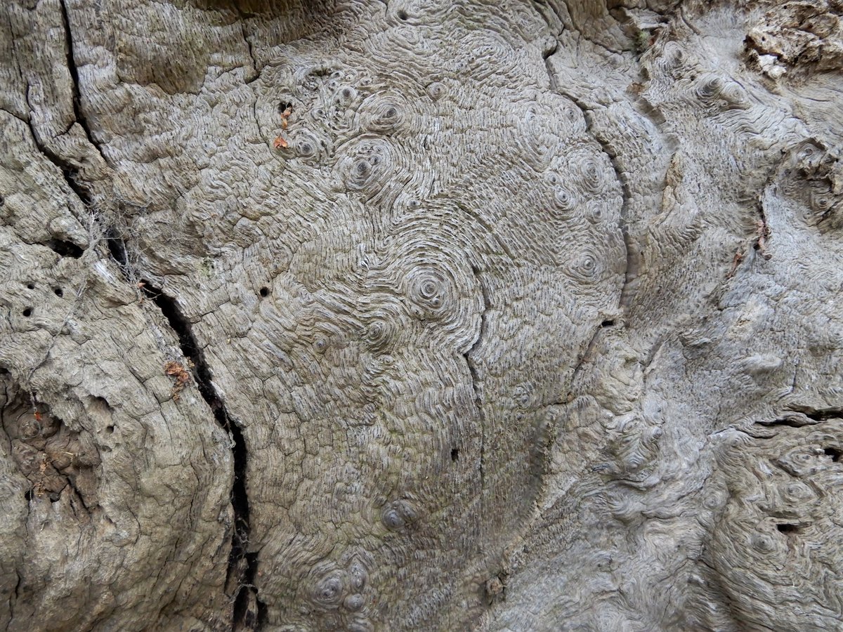 johntree1981's tweet image. Do you know any #TreesWithFaces? A special #NationalTreeWeek #GreatTreesOfGlos today, one of my all-time favourites. This ancient oak looms out of the mist in a #Stonehouse field, two minutes away from the @ArbAssociation office. #TreesAndSociety #VisitStonehouse #Gloucestershire