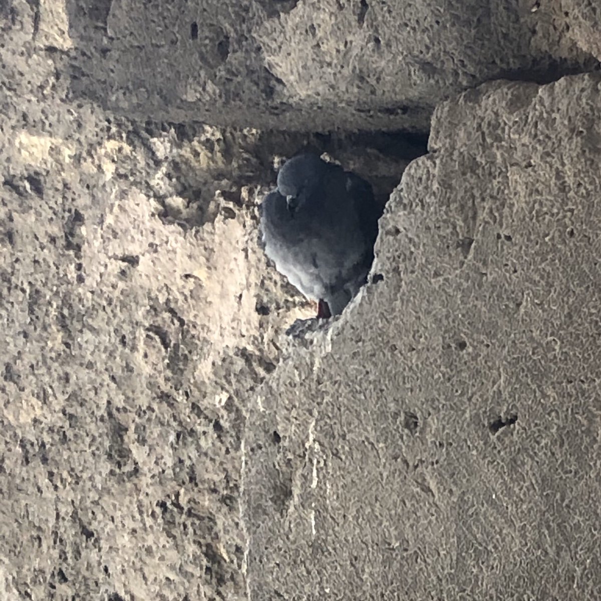 The two pigeons that Telos and I had discovered within a relatively quiet area at The Colosseum. They both seemed to have resided in their own respective lands, likely appreciating the ancient structure that may had given them a warm welcome.