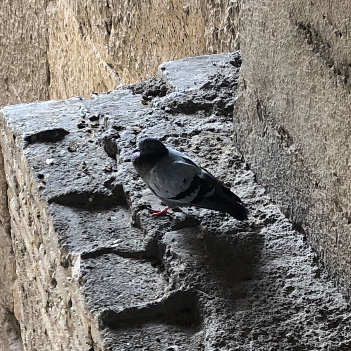 The two pigeons that Telos and I had discovered within a relatively quiet area at The Colosseum. They both seemed to have resided in their own respective lands, likely appreciating the ancient structure that may had given them a warm welcome.