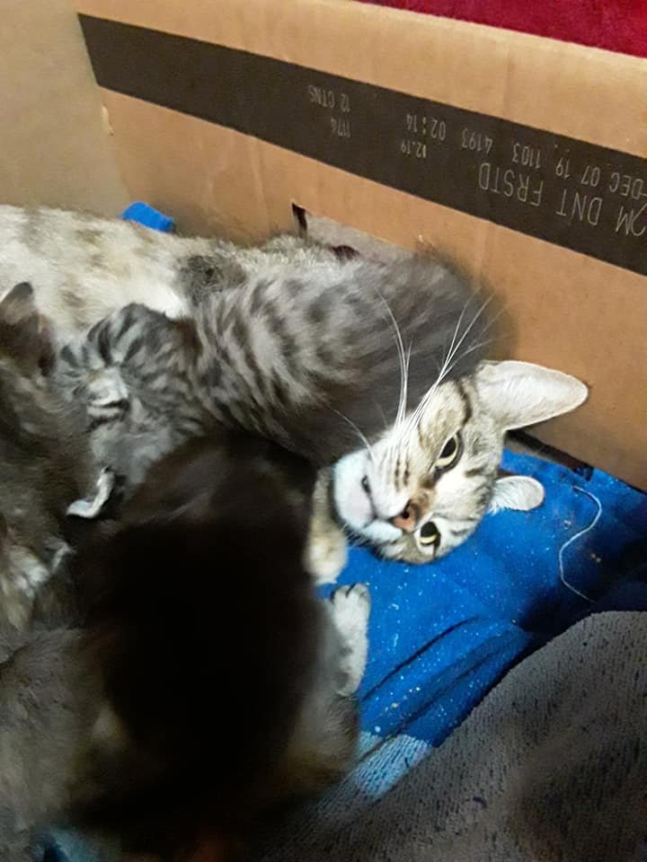 CatsOnCatnip's tweet image. &quot;So I&apos;m not a mom and therefore have no experience with this kind of thing 🤷‍♀️ But is it just me or does she look done with life right now? 😂😂&quot;

Credit Alanna R.