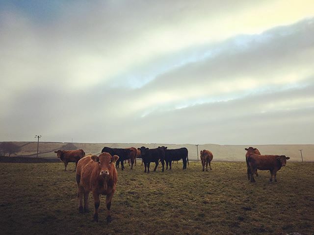 Mooooo rning ift.tt/34fACMP