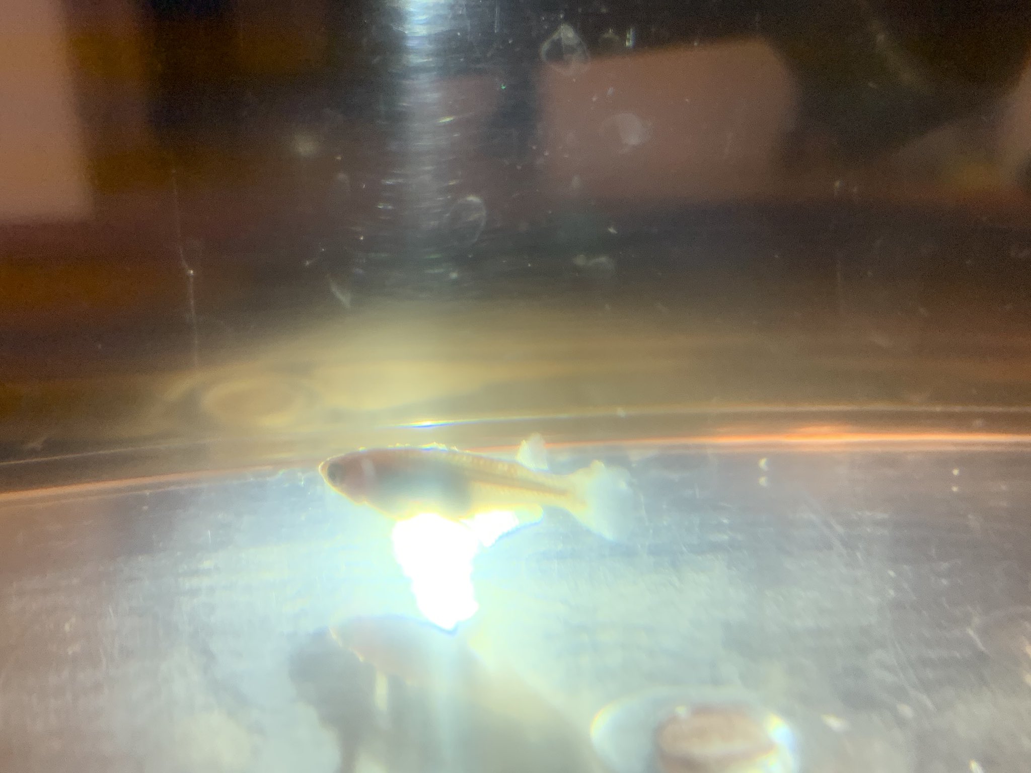 Sunメダカ みと助 メダカの病気を見つけました 分かりにくいですが これは白点病でしょうか 塩浴の最中ですが 30匹ほど入っているメダカは塩浴薬浴させた方がいいのでしょうか どなたかご教示いただけたら幸いです T Co 3tsmcqlle2 Twitter
