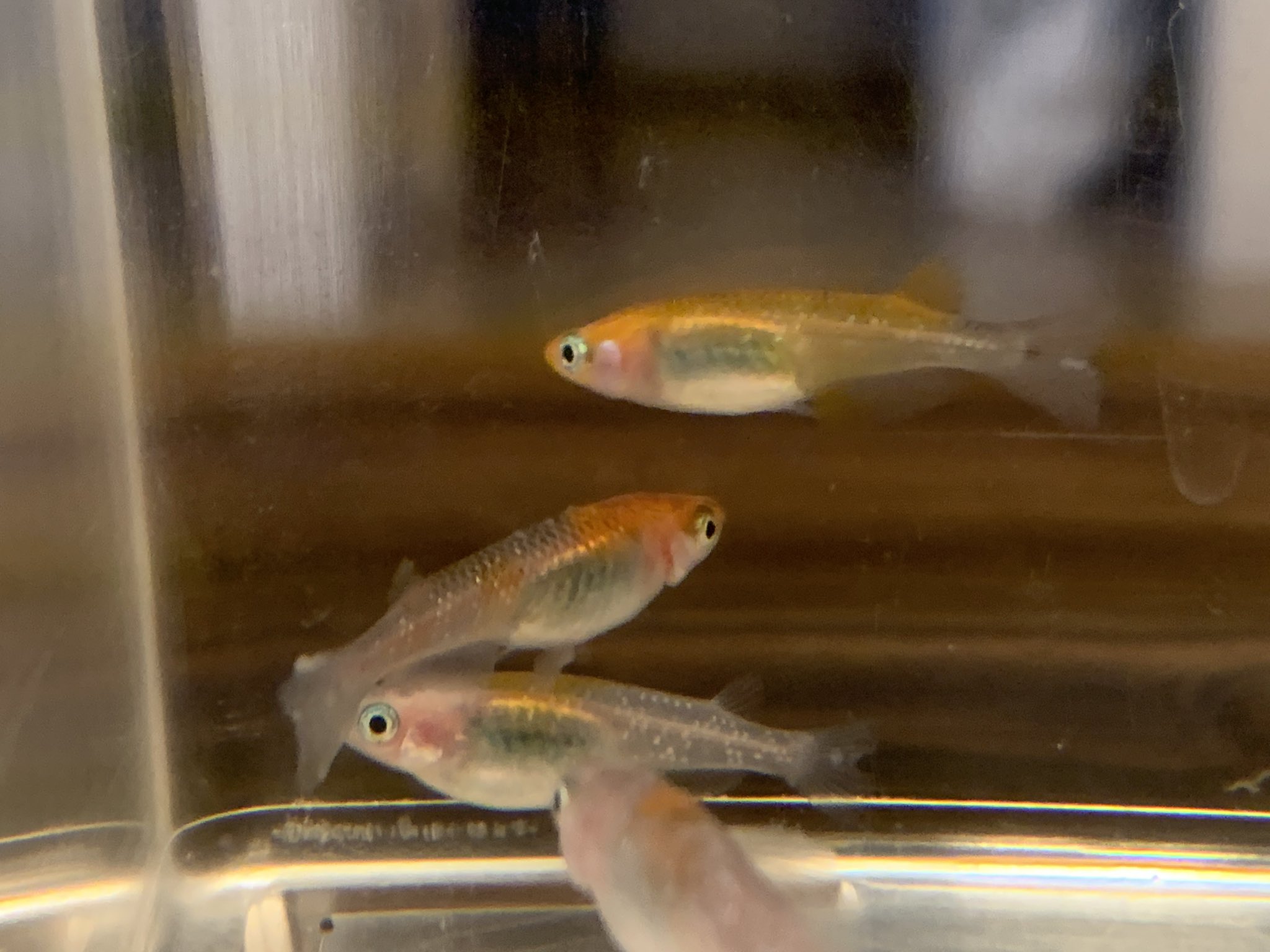 Sunメダカ みと助 メダカの病気を見つけました 分かりにくいですが これは白点病でしょうか 塩浴の最中ですが 30匹ほど入っているメダカは塩浴薬浴させた方がいいのでしょうか どなたかご教示いただけたら幸いです T Co 3tsmcqlle2 Twitter