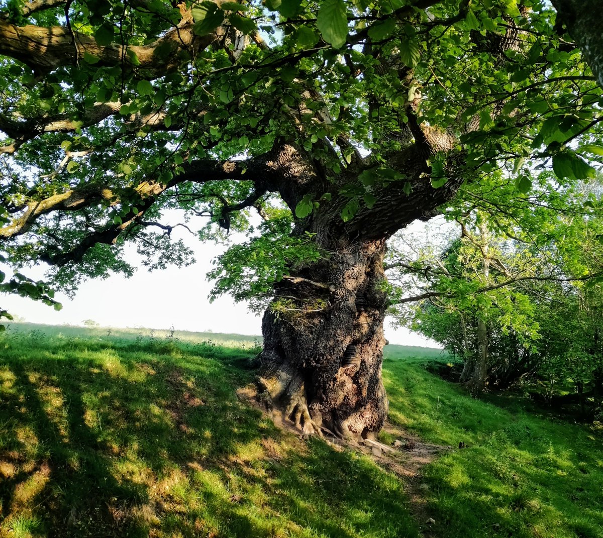 BristolTreeFora's tweet photo. @johntree1981 @LI_SouthWest @ArbAssociation @TiCLme @arborsmarty @talklandscape @AncientTreesATF @StonehouseTC @natalieben @WildlifeMag @TreeCouncil @WoodlandTrust Here is one rather warty #TreesWithFaces at Drover's rest (52.078325, -3.061550)... https://t.co/VZhmkH0p0w