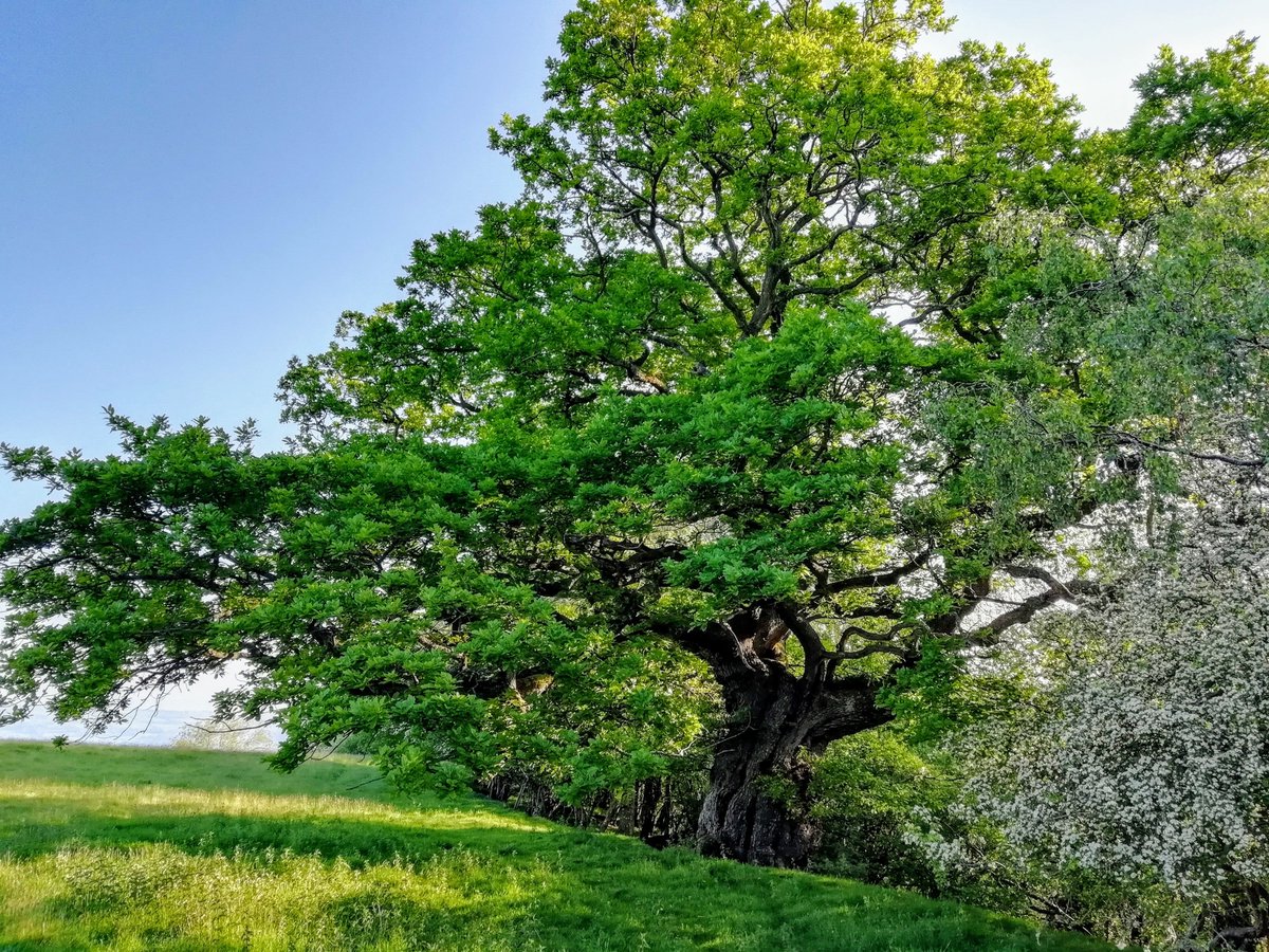 BristolTreeFora's tweet photo. @johntree1981 @LI_SouthWest @ArbAssociation @TiCLme @arborsmarty @talklandscape @AncientTreesATF @StonehouseTC @natalieben @WildlifeMag @TreeCouncil @WoodlandTrust Here is one rather warty #TreesWithFaces at Drover's rest (52.078325, -3.061550)... https://t.co/VZhmkH0p0w