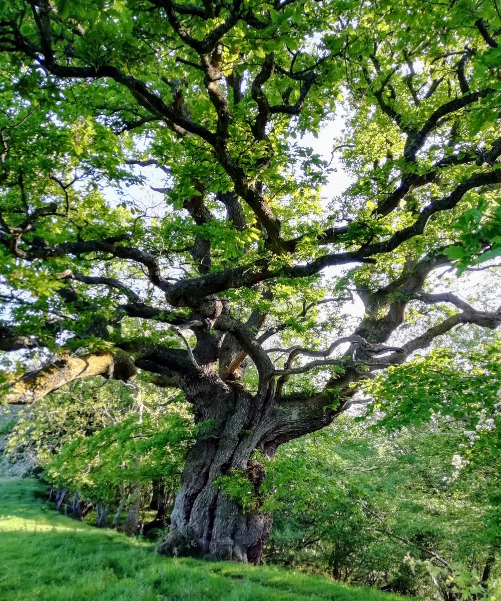 BristolTreeFora's tweet photo. @johntree1981 @LI_SouthWest @ArbAssociation @TiCLme @arborsmarty @talklandscape @AncientTreesATF @StonehouseTC @natalieben @WildlifeMag @TreeCouncil @WoodlandTrust Here is one rather warty #TreesWithFaces at Drover's rest (52.078325, -3.061550)... https://t.co/VZhmkH0p0w