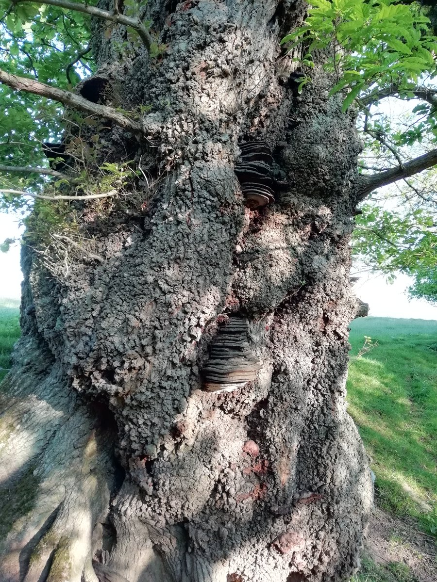 BristolTreeFora's tweet photo. @johntree1981 @LI_SouthWest @ArbAssociation @TiCLme @arborsmarty @talklandscape @AncientTreesATF @StonehouseTC @natalieben @WildlifeMag @TreeCouncil @WoodlandTrust Here is one rather warty #TreesWithFaces at Drover's rest (52.078325, -3.061550)... https://t.co/VZhmkH0p0w