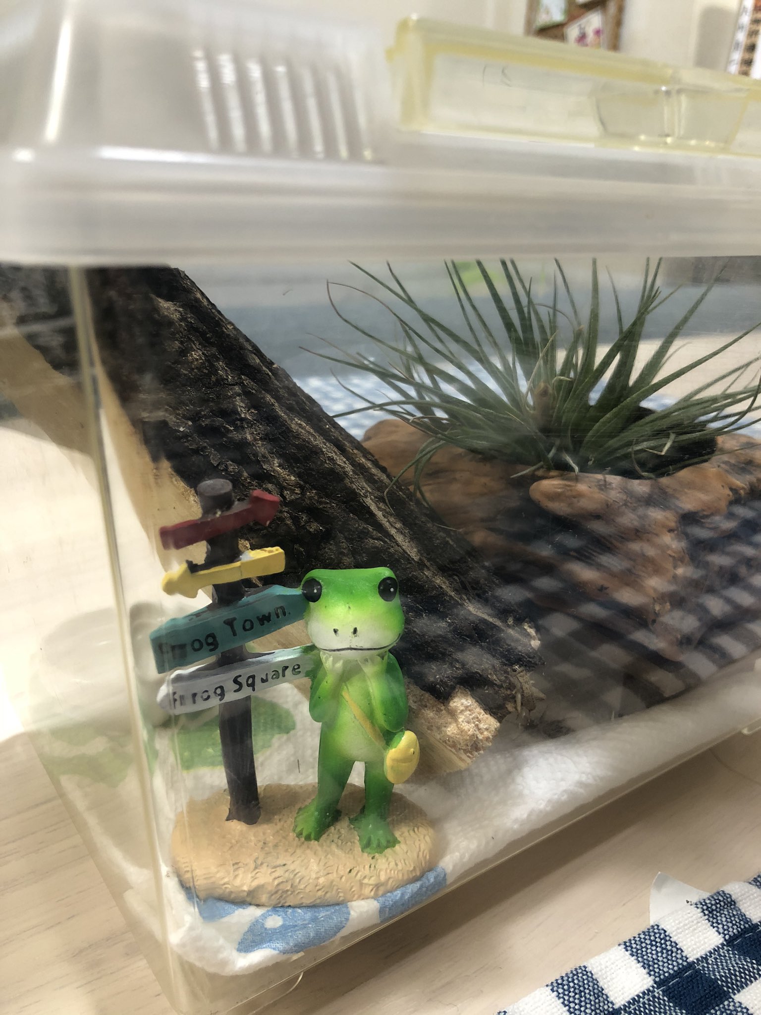 デイサービスセンター山手なの花館 Twitter પર 100均でいろいろ揃いましたよ 飼育ケース クワガタ用の上り木 隠れ家用に小さなベンチ その上に木を見立てた園芸用の鉢を置いてエアプランツを植えて 餌用の小さなお皿 ヤモちゃんそっくりのカエルの置き物もお