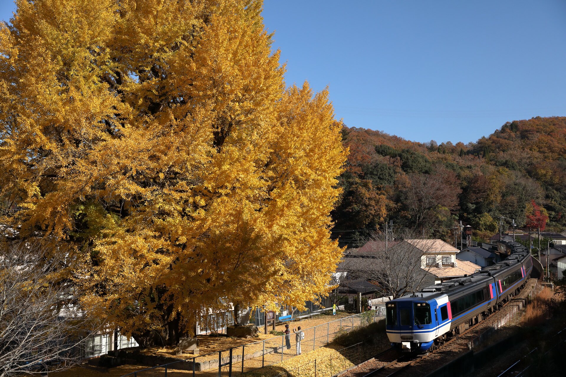 さん鉄3 紅葉といえば もみじとイチョウ 大きなイチョウを狙って智頭急行へ行きました 好みでないキハ187系やけど イチョウの黄色とはベストマッチ 11 23 智頭急行 佐用の大イチョウ スーパーはくと スーパーいなば T Co Tjvkfso1ri