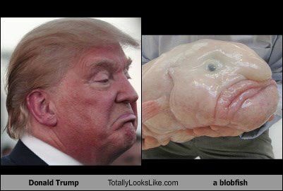 23rdspiral's tweet photo. - But 5yr old knew what a blobfish is. I assumed from #Octonaughts. No mummy, one was in an episode of #SarahAndDuck.

She doesn’t know who Trump is.
I showed her this picture.
“That silly man looks like a blobfish!”
Yup.
#Trump
#TrumpBribery
#Blobfish
2/2 https://t.co/t0tRn8TfKZ